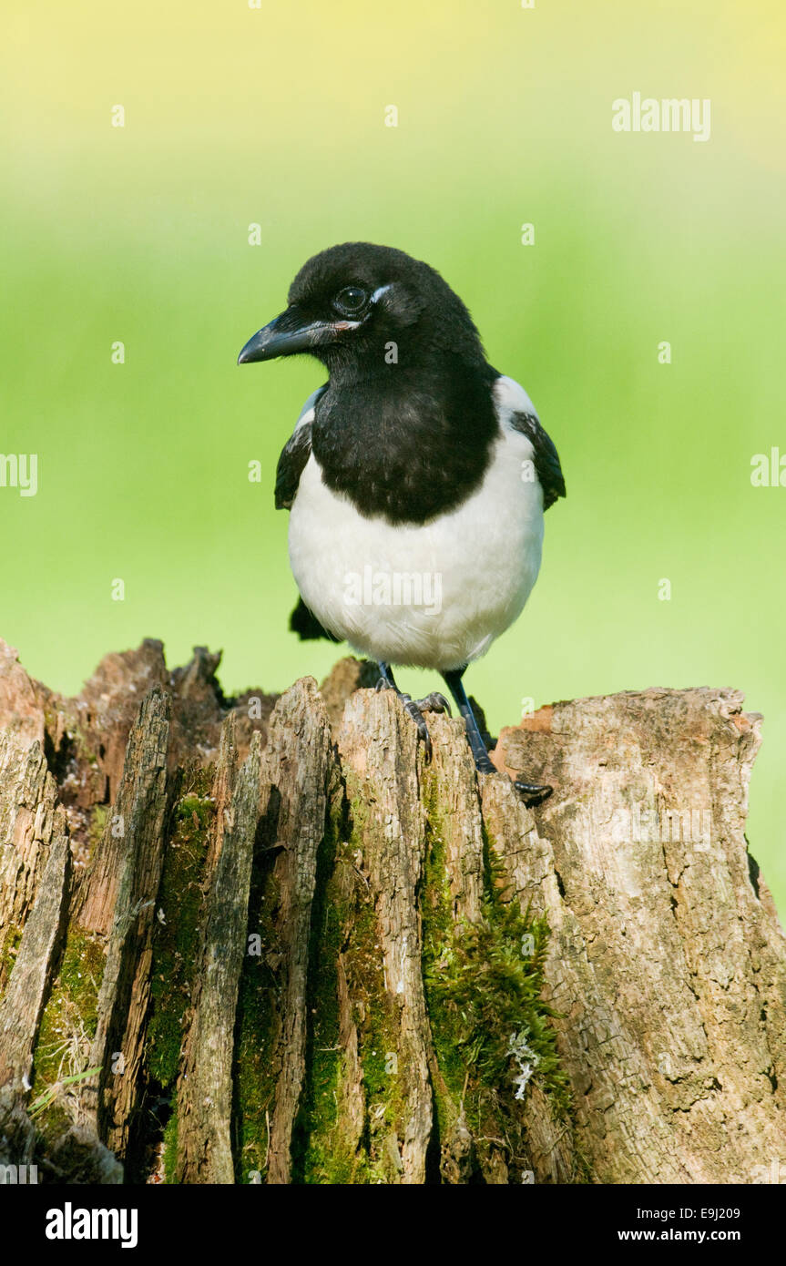 Europäische Elster (Pica Pica) thront auf einem faulen Baumstumpf in Moos bedeckt Stockfoto
