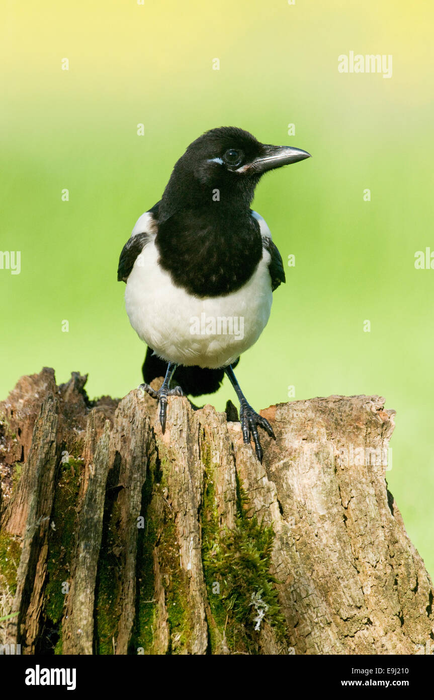 Europäische Elster (Pica Pica) thront auf einem faulen Baumstumpf in Moos bedeckt Stockfoto