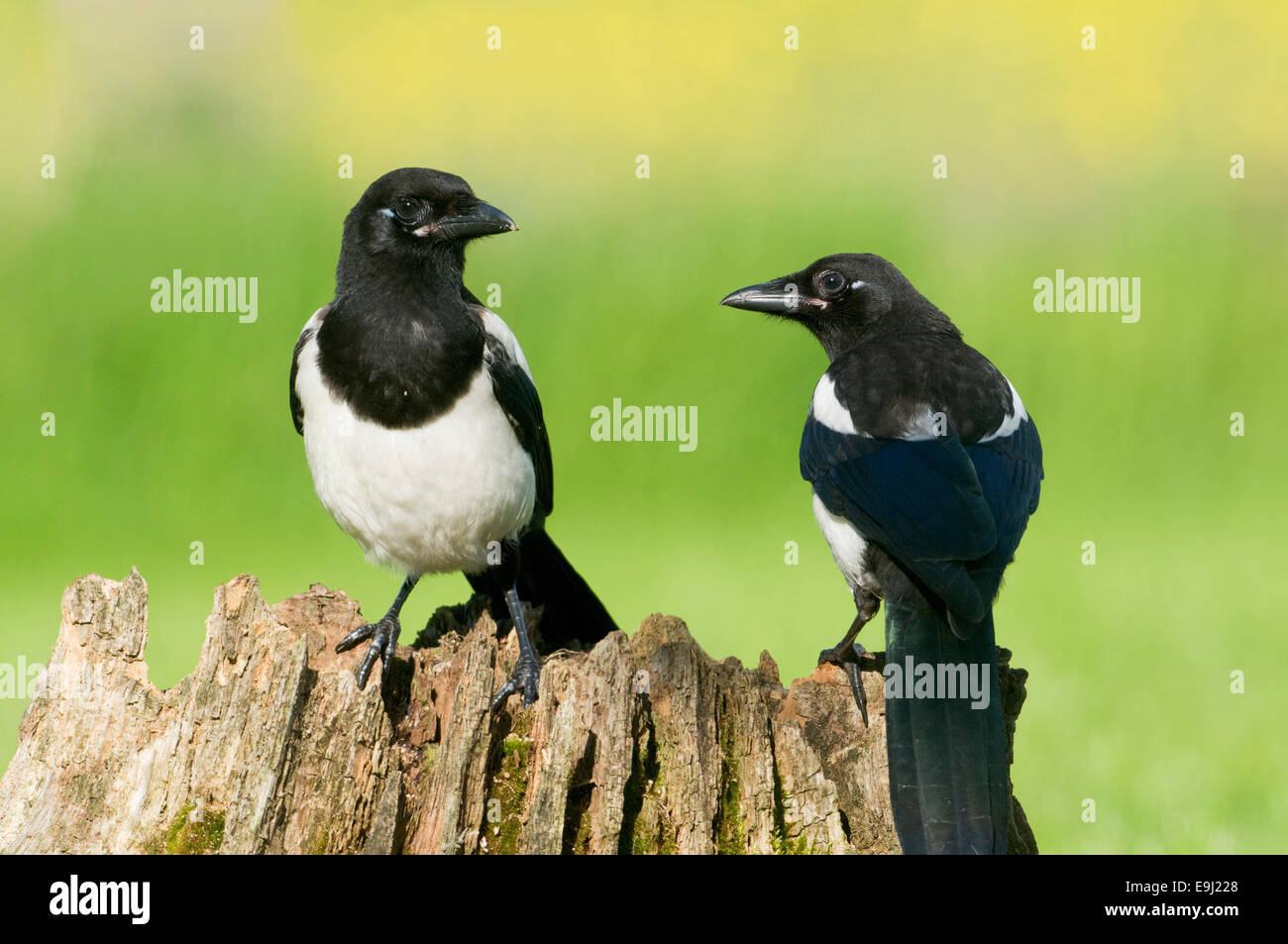 Europäischen Elstern (Pica Pica) thront auf einem faulen Baumstumpf in Moos bedeckt Stockfoto