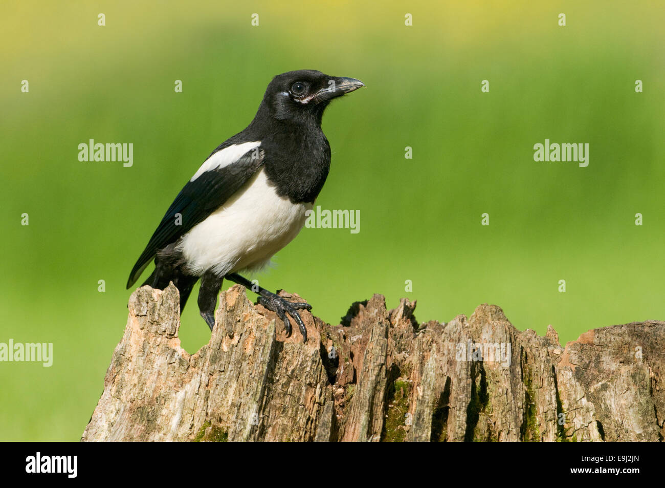 Europäische Elster (Pica Pica) thront auf einem faulen Baumstumpf in Moos bedeckt Stockfoto