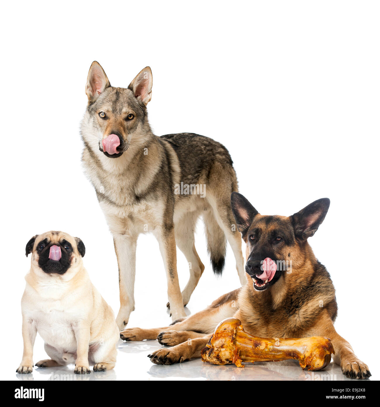 Drei Hunde lecken Stockfoto