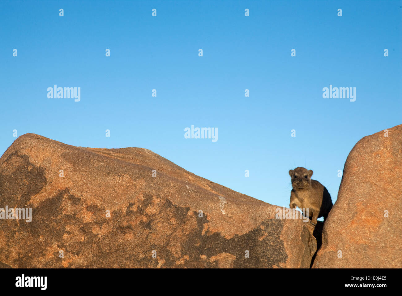 Young rock Schliefer, Procavia Johnstonia, Klippschliefer, Köcherbaumwald, Keetmanshoop, Namibia, Afrika Stockfoto