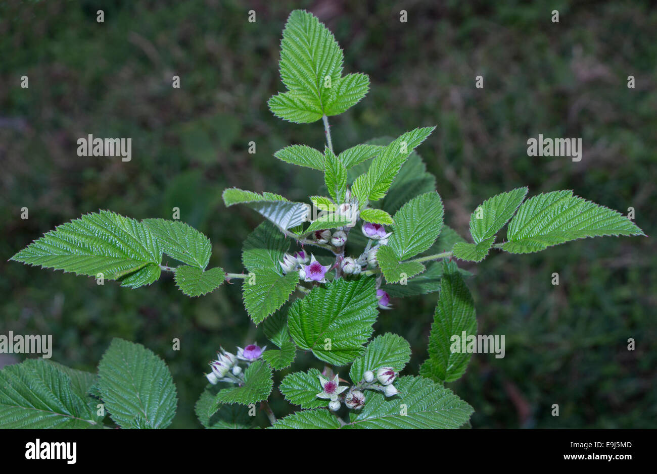 Blumen Blütenstand von Rufus Pflanzen essbare Früchte Stockfoto