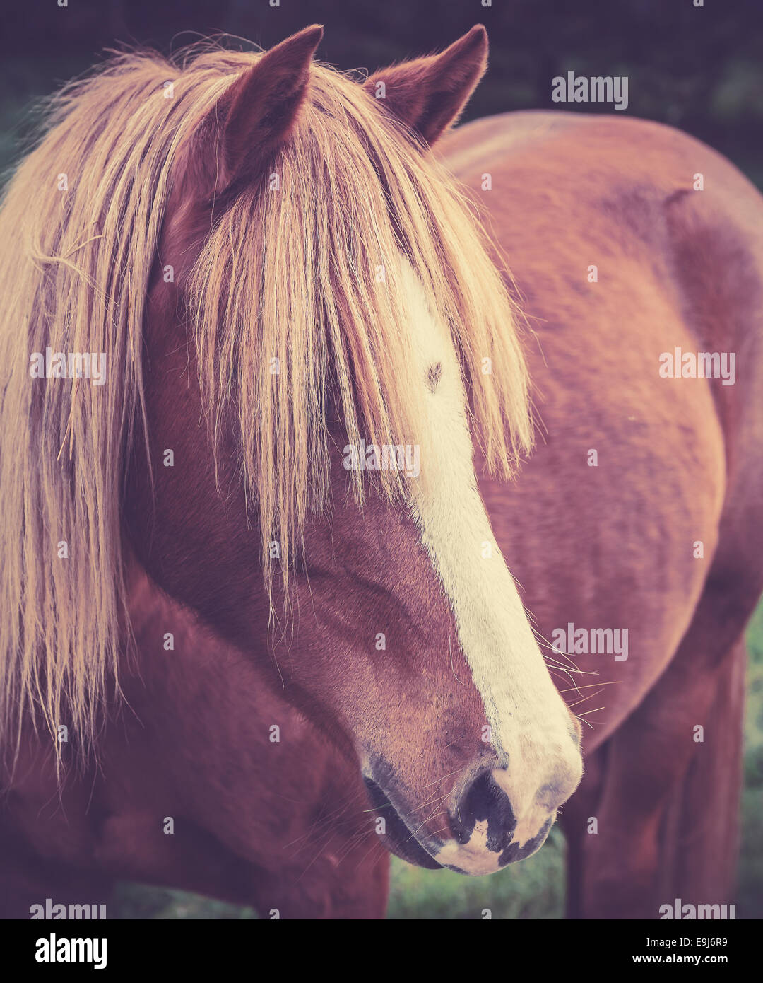 Vintage Porträt ein rotes Pferd mit langen folgenden. Stockfoto