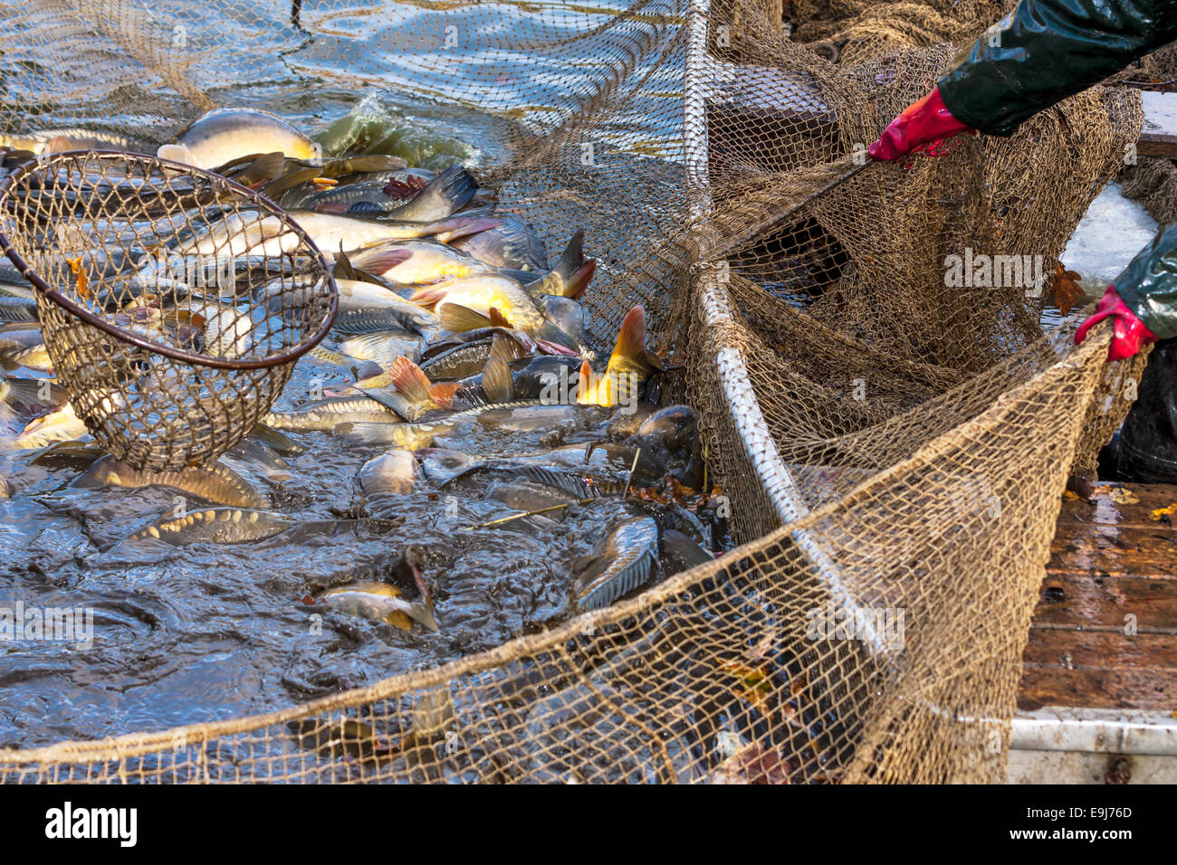 Herbsternte von Karpfen aus Fischteich zu den Weihnachtsmärkten in der Tschechischen Republik. In Mitteleuropa Fisch ist ein traditioneller Bestandteil einer Stockfoto