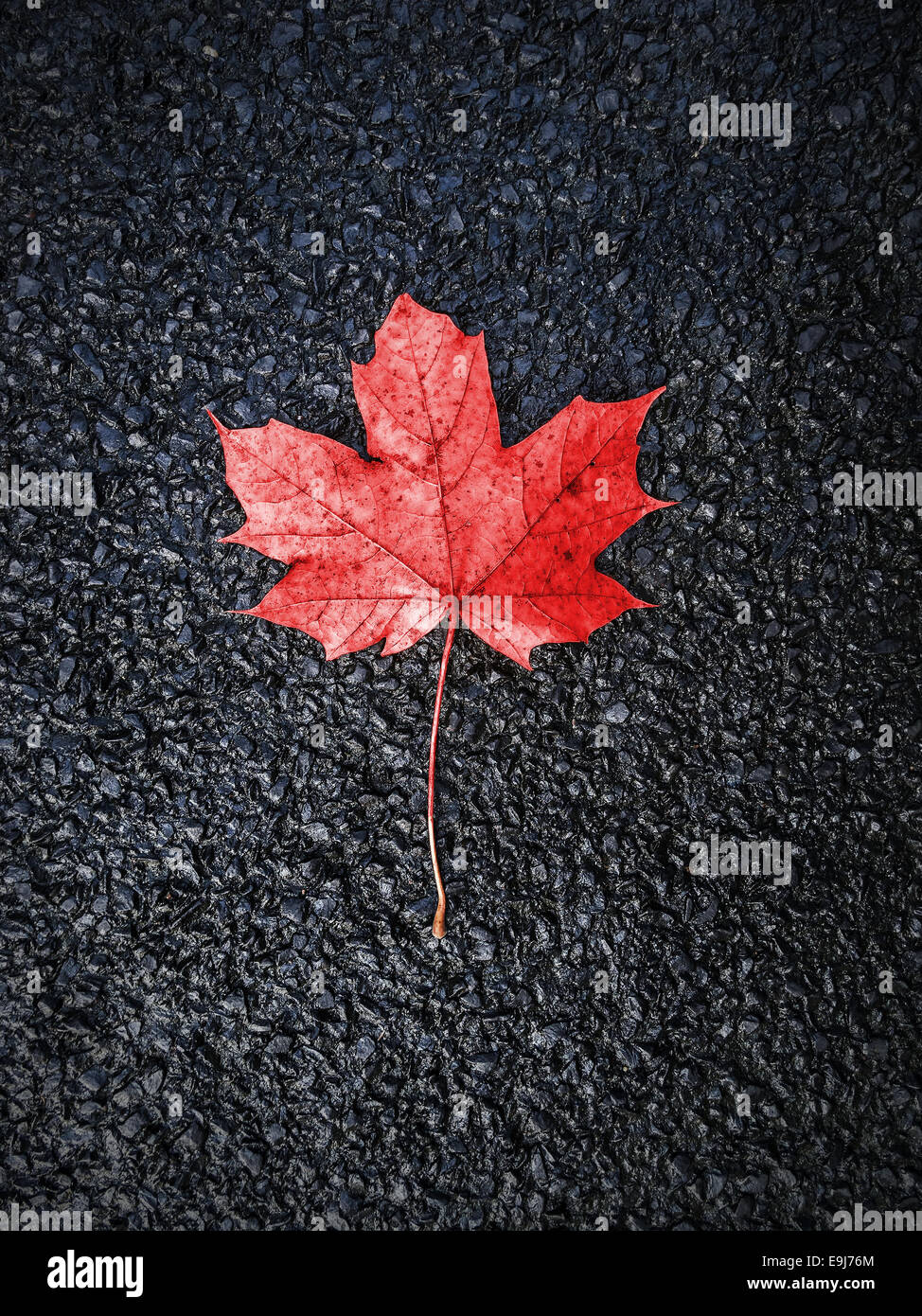 Roter Herbst Blatt auf schwarzem Asphalt Hintergrund. Stockfoto