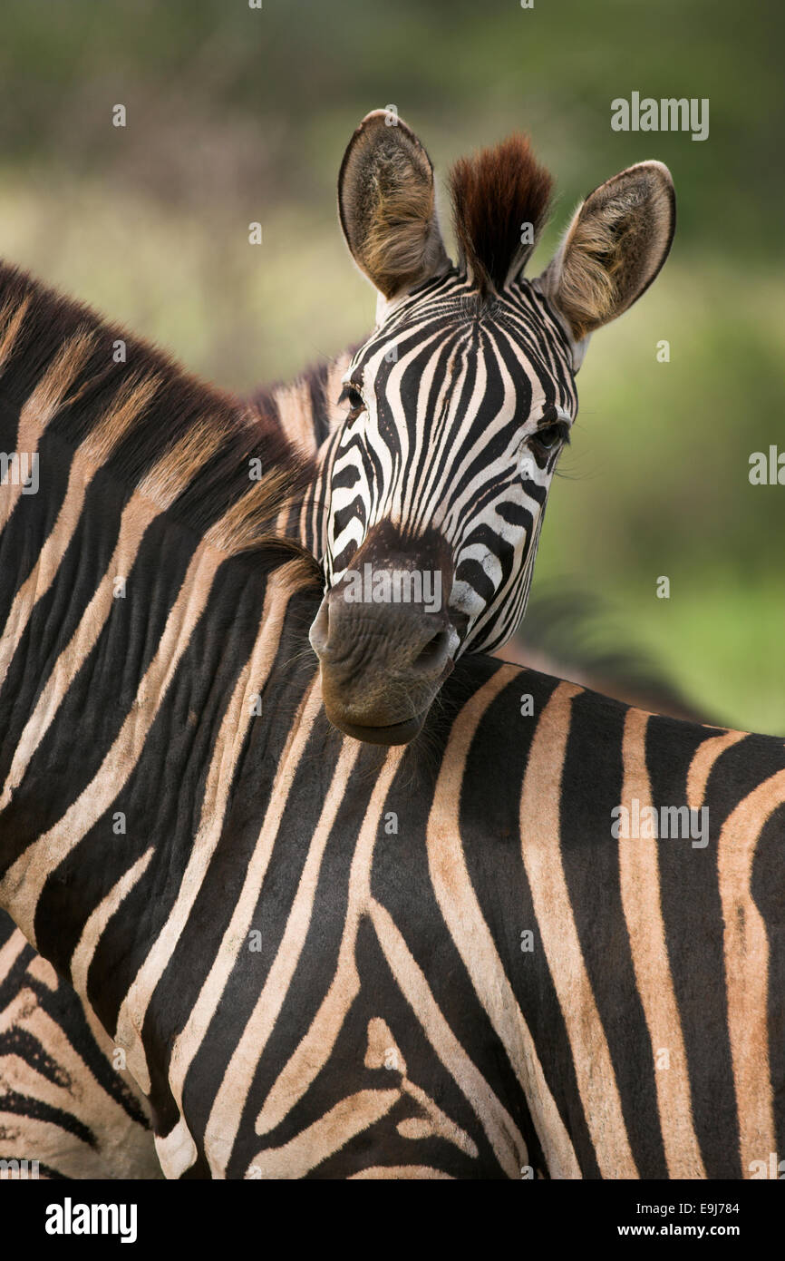 Ebenen Zebra, Equus Burchelli, ruhen Kopf auf Zebra im Kruger National Park, Mpumalanga, Südafrika Stockfoto