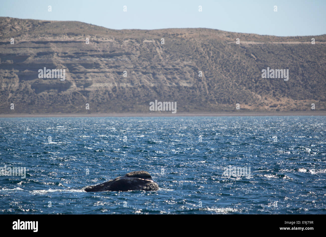 Südkaper (Eubalaena Australis). Puerto Piramides, Halbinsel Valdes Argentinien. Stockfoto