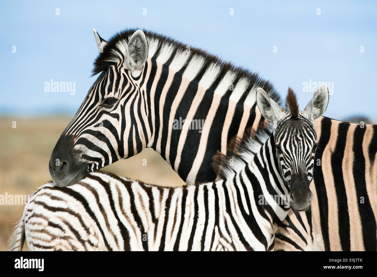 Burchell Zebra, Equus Burchelli mit Fohlen, Etosha Nationalpark, Namibia Stockfoto