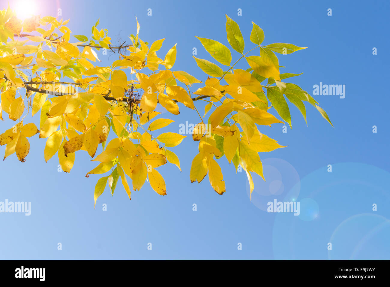 Hinterleuchtete Zweig der Herbst Baum mit gelben Blättern gegen blauen Himmel und Sonnenschein flare Stockfoto
