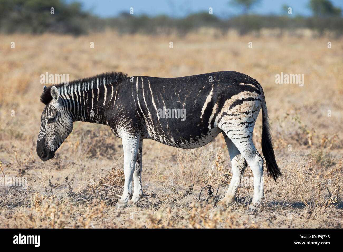 Burchell (Ebenen) Zebra (Equus Burchelli), mit melanistische Markierungen, Etosha Nationalpark, Namibia Stockfoto