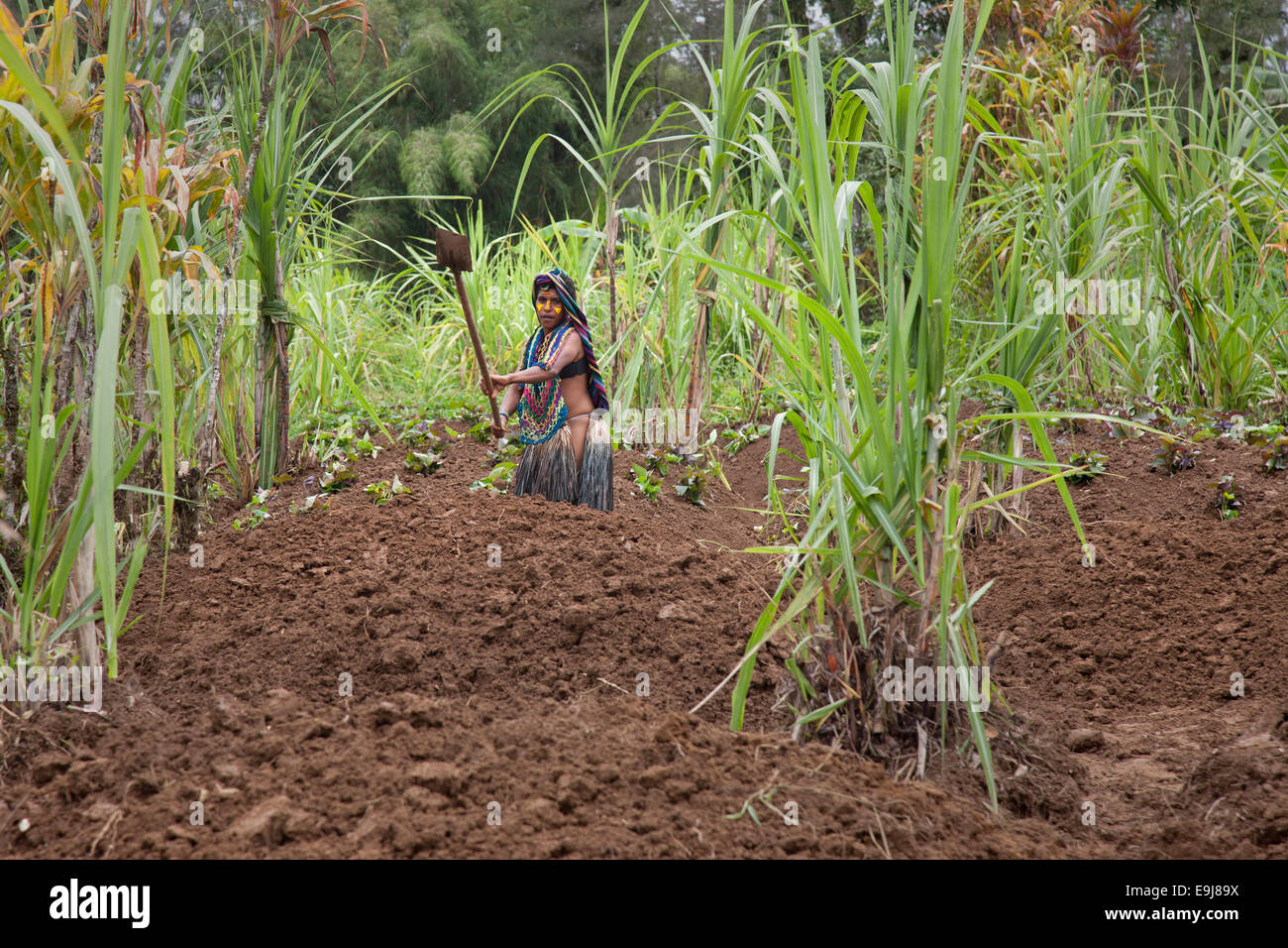 Anpflanzung von Süßkartoffel, eine große Ernte, in Papua-Neu-Guinea Stockfoto
