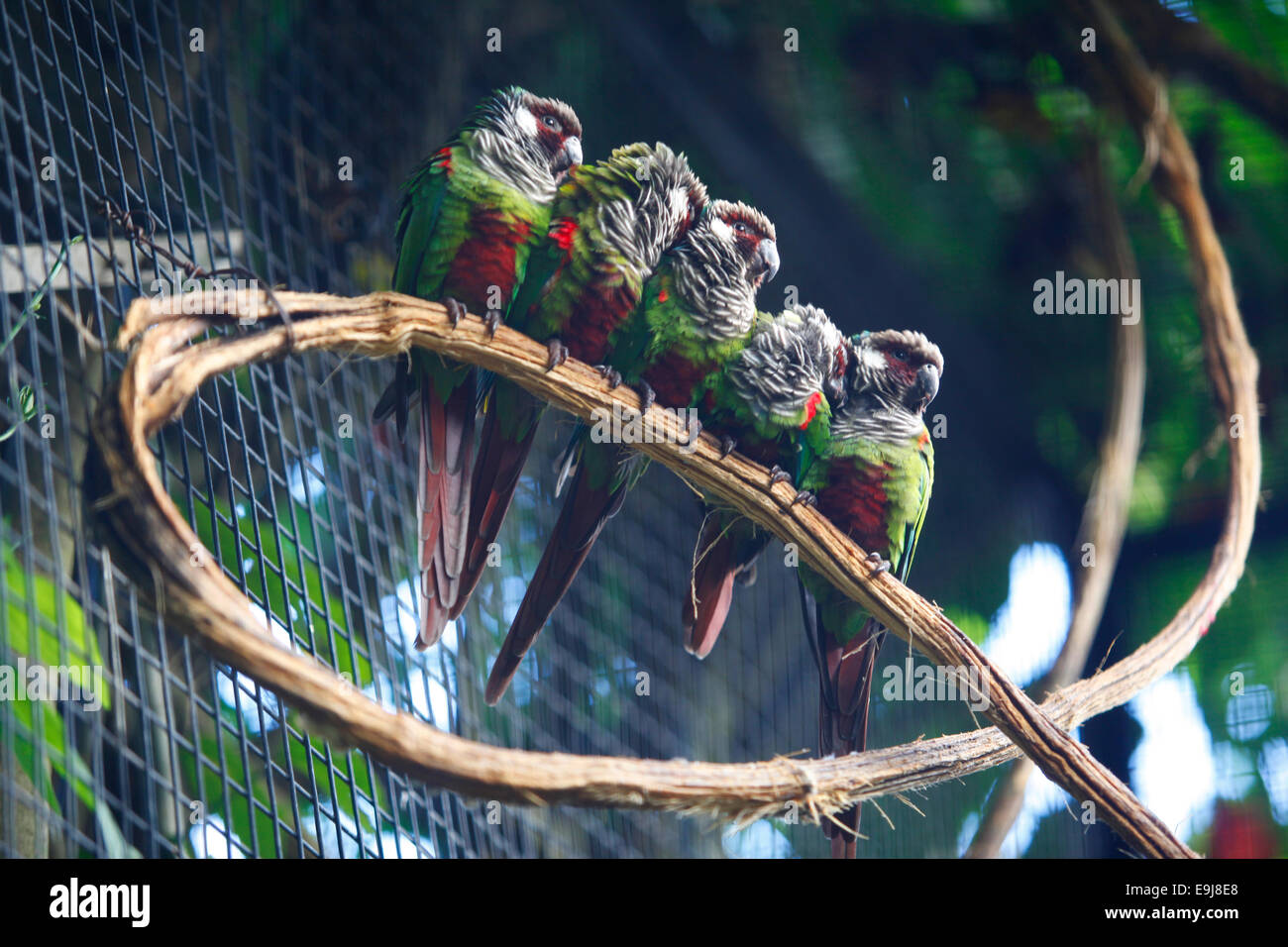 Bunte exotische Vögel. Parque das Aves (Vogelpark), Foz do Iguaçu, Brasilien. Stockfoto