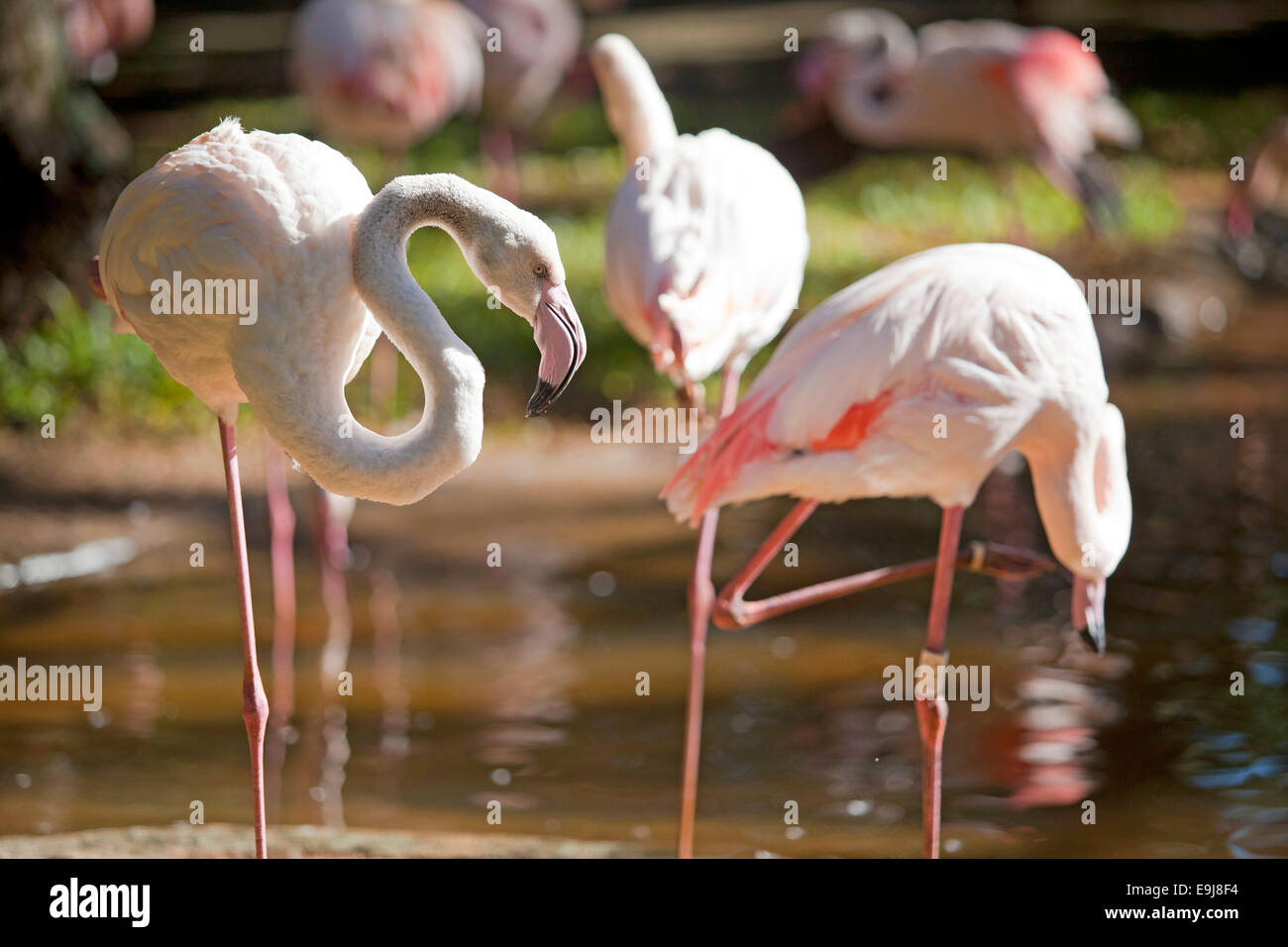 Rosa Flamingos. Parque das Aves (Vogelpark), Foz do Iguaçu, Brasilien. Stockfoto