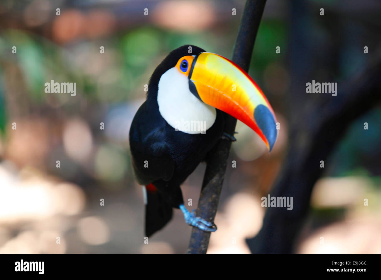 Bunte toucan. Parque das Aves, Iguazu Wasserfälle. Brasilien. Stockfoto