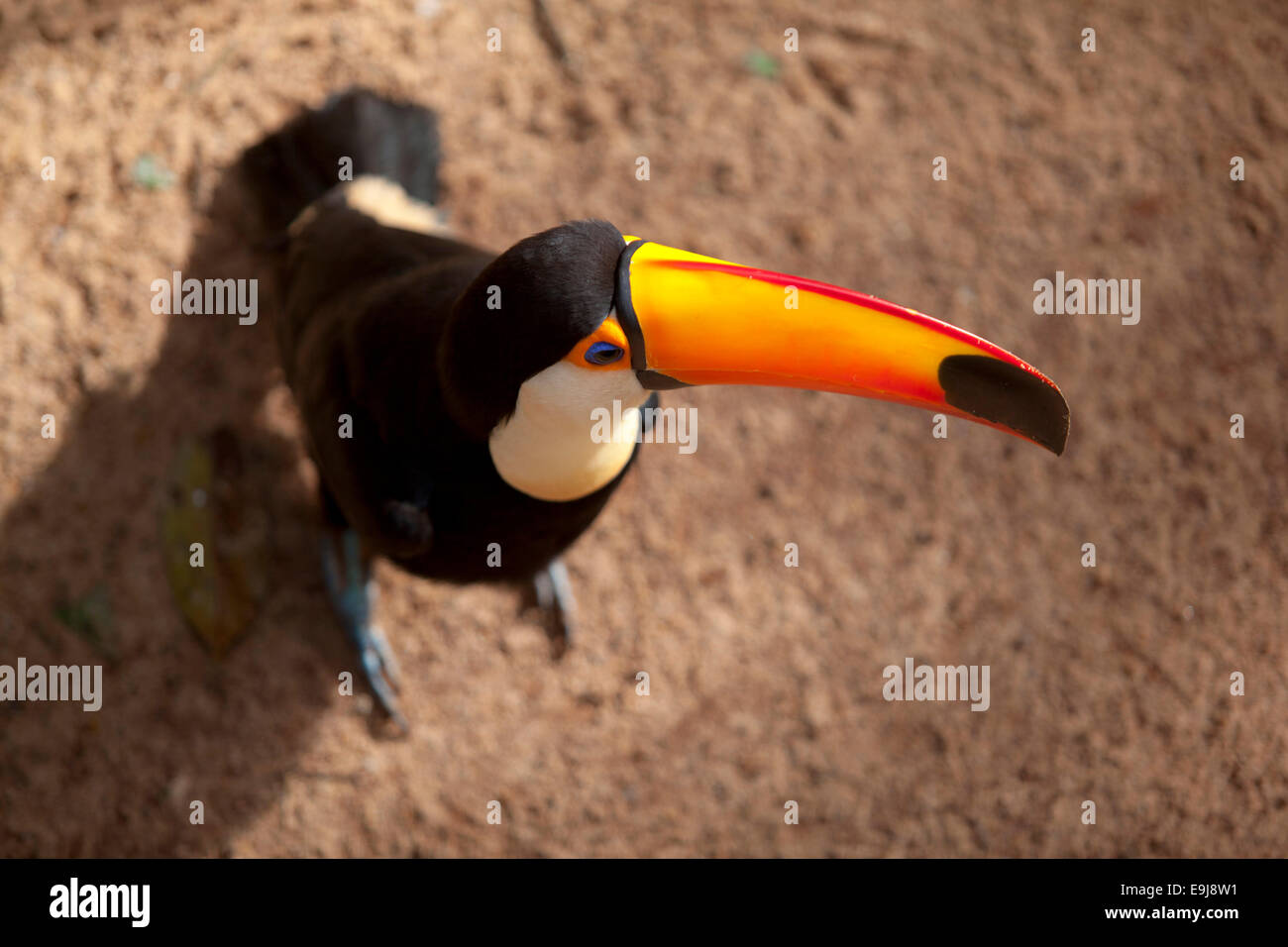 Bunte toucan. Parque das Aves, Iguazu Wasserfälle. Brasilien. Stockfoto