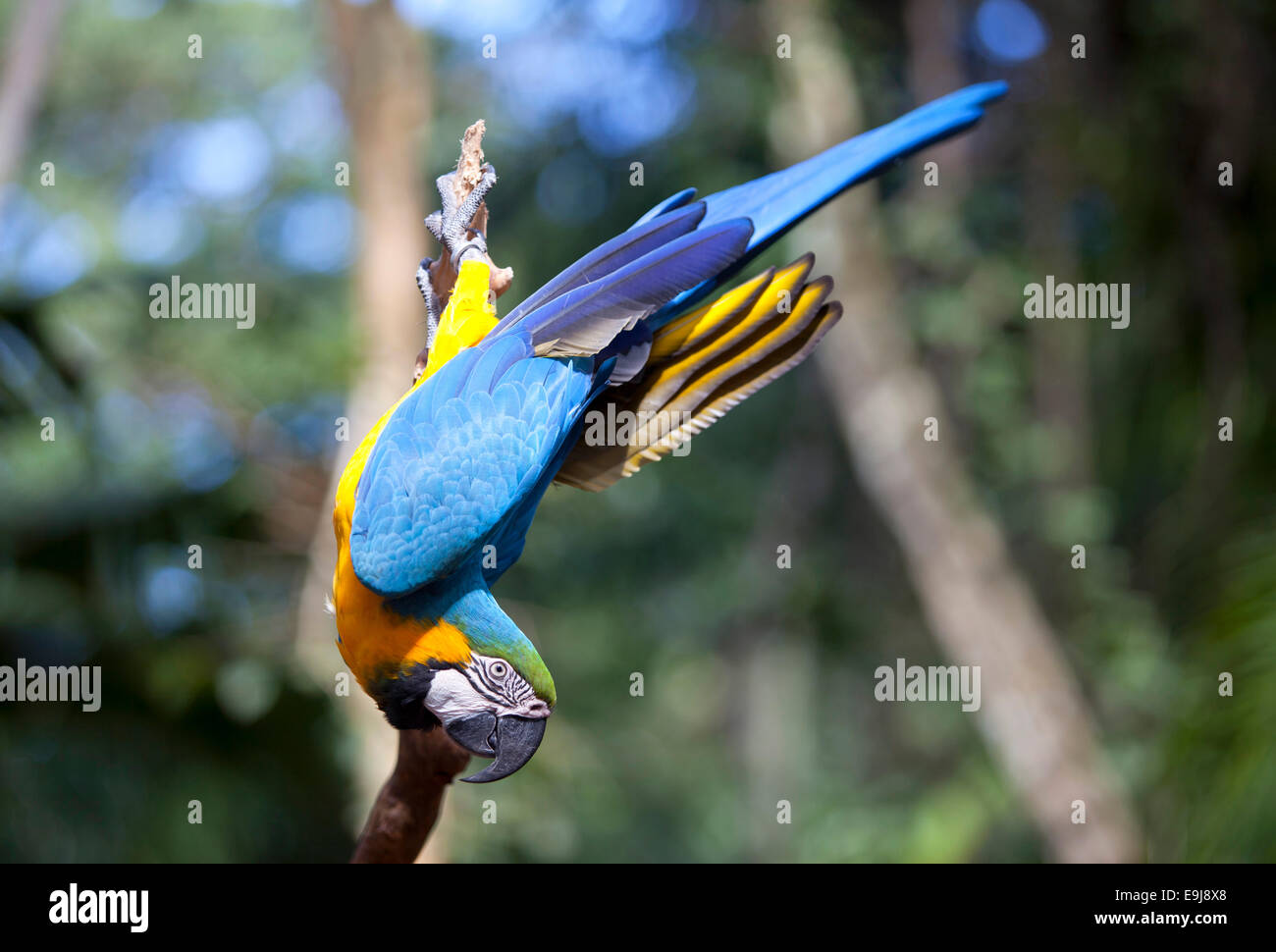 Akrobatische Papageien. Parque Das Aves, Foz do Iguaçu. Brazilien. Stockfoto