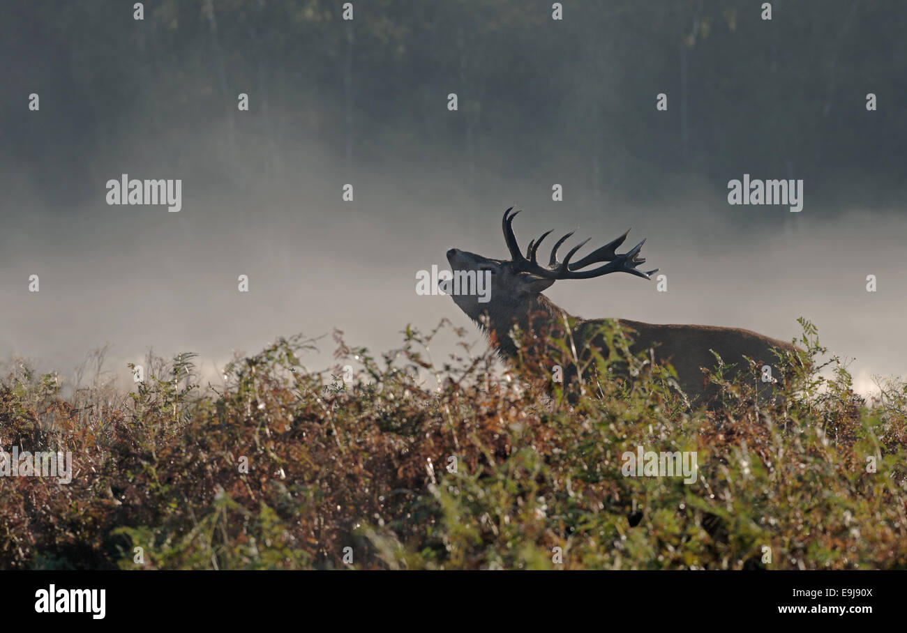 Männliche Rotwild (Hirsch) - Cervus Elaphus brüllen im frühen Morgennebel während der Brunftzeit im Richmond Park, London, Uk Stockfoto