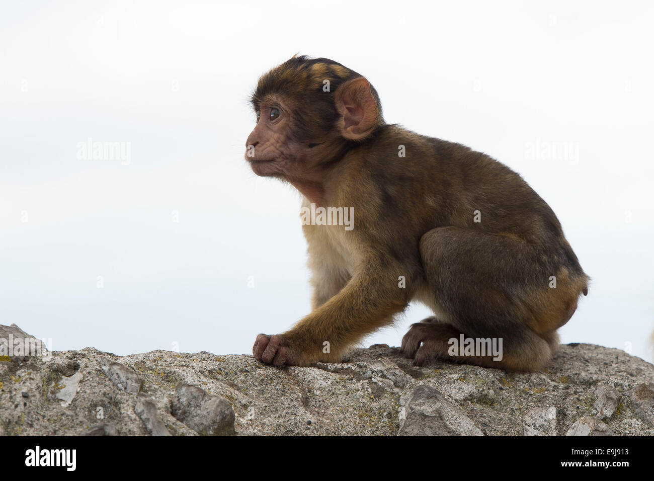 Ein Berberaffe auf den Felsen von Gibraltar. Stockfoto
