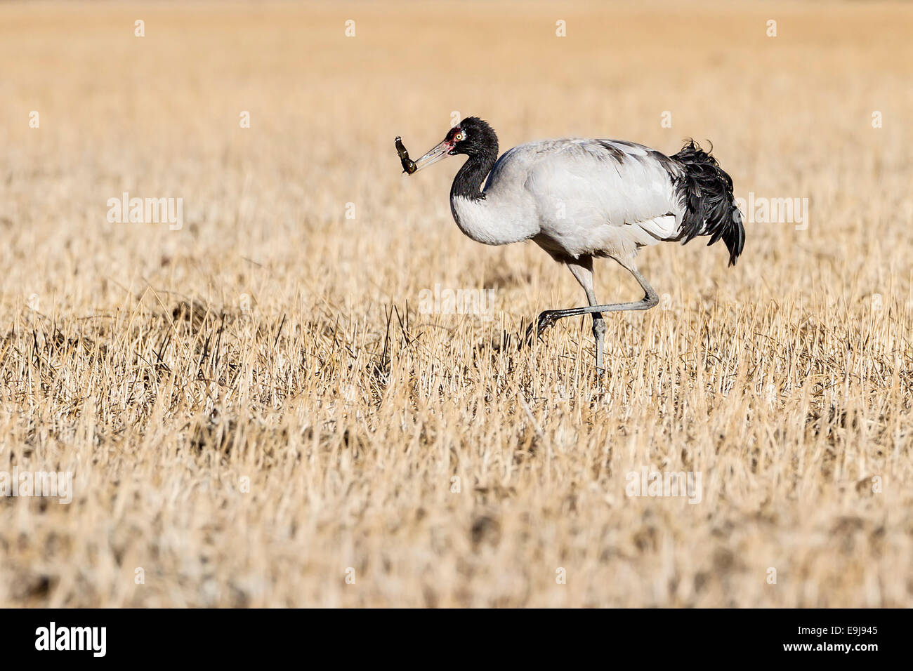 Ein Schwarzhals-Kranich (Grus Nigricollis) auf Nahrungssuche im Winter Futterstellen im geschützten Tal des Sees Napa, Yunnan, China Stockfoto