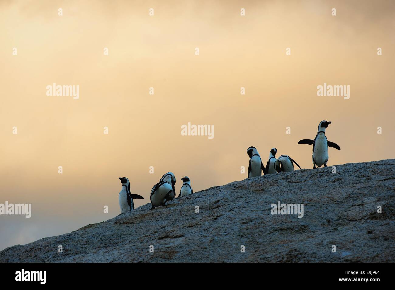 Afrikanische Pinguine in Dämmerungen. Sonnenuntergang Himmel. Afrikanische Pinguin (Spheniscus Demersus), Nationalpark, Felsbrocken, Südafrika Stockfoto