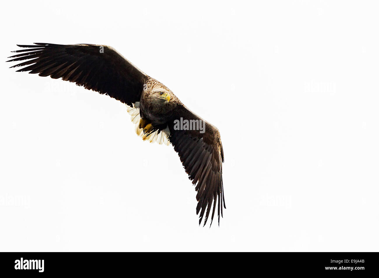 Erwachsenen Meer Seeadler fliegen über das Meer Jagd auf Fische auf der Isle of Mull, Schottland Stockfoto
