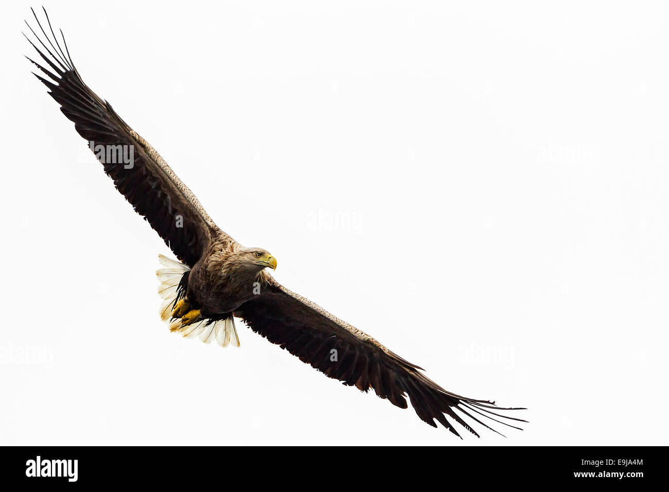 Erwachsenen Meer Seeadler fliegen über das Meer Jagd auf Fische auf der Isle of Mull, Schottland Stockfoto