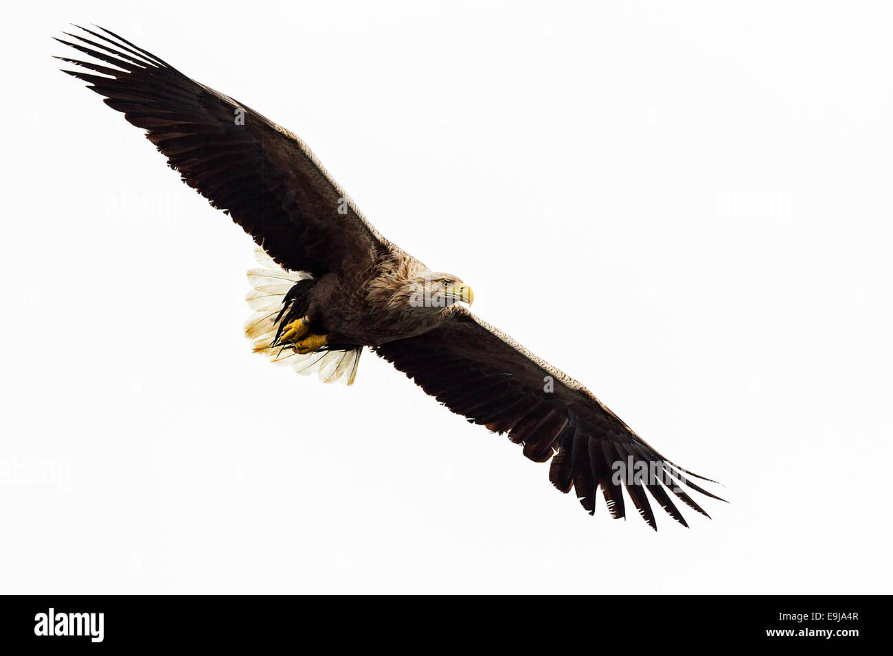 Erwachsenen Meer Seeadler fliegen über das Meer Jagd auf Fische auf der Isle of Mull, Schottland Stockfoto