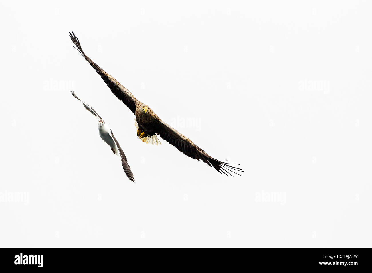 Eine große schwarz-unterstützte Möve jagt ein Seeadler Meer während des Fluges, Isle of Mull, Schottland Stockfoto