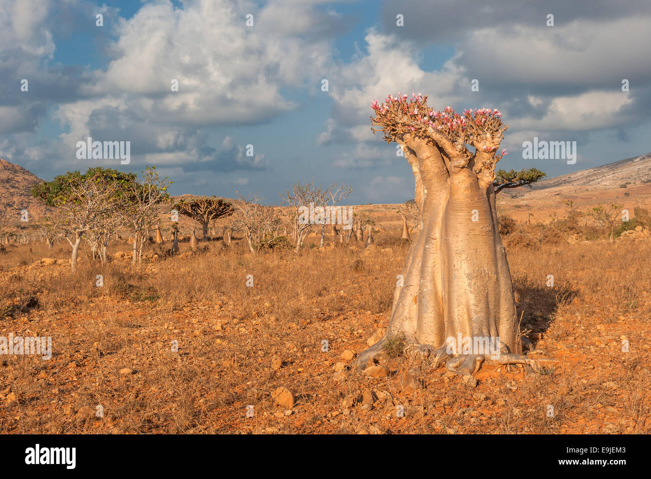 Desert rose Baum, Insel Sokotra, Jemen Stockfoto