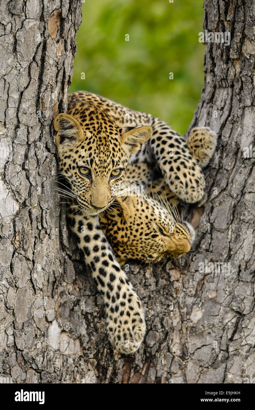 Zwei Leopardenjunge spielen in einem Baum Stockfoto