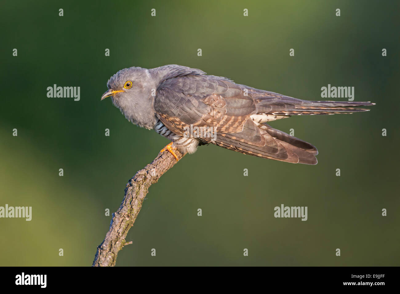 Kuckuck (Cuculus Canorus), thront, mit der Aufforderung, Sachsen-Anhalt, Deutschland Stockfoto