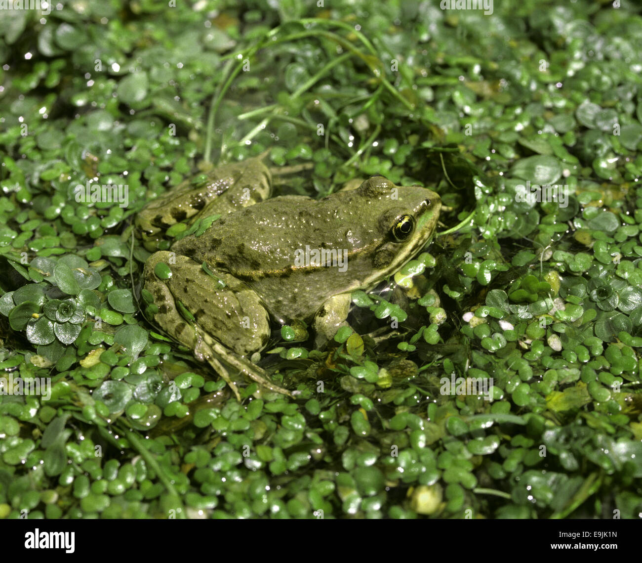 Seefrosch - außer ridibunda Stockfoto