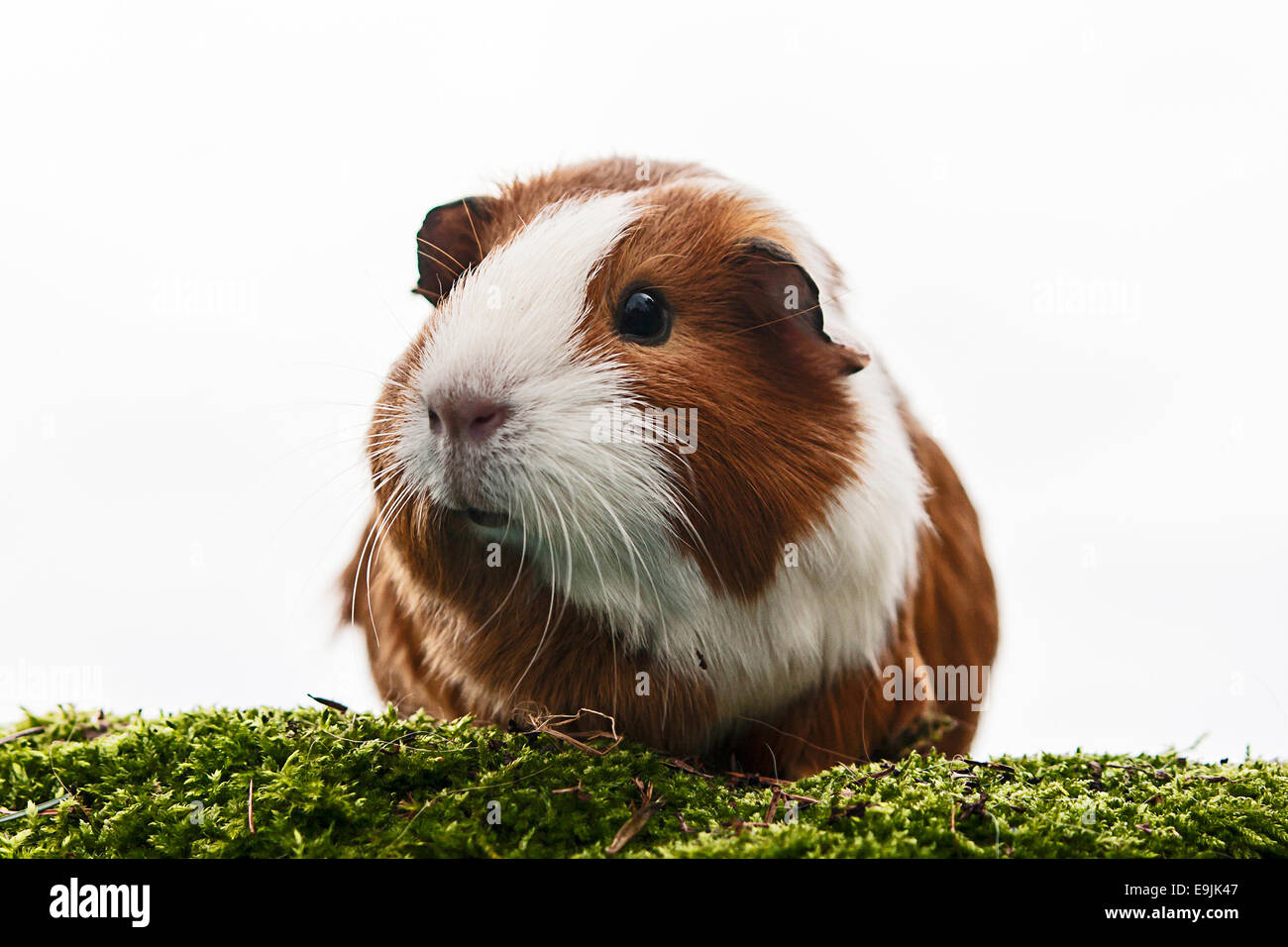 Glatt beschichtet Meerschweinchen, Deutschland Stockfoto