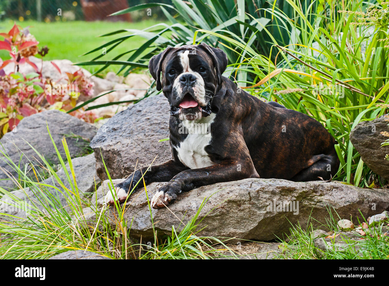 Boxer Hund, liegend auf den Felsen Stockfoto