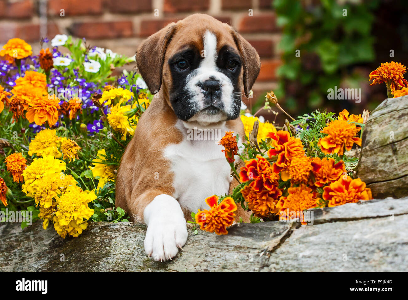 Boxer Welpen Stockfoto