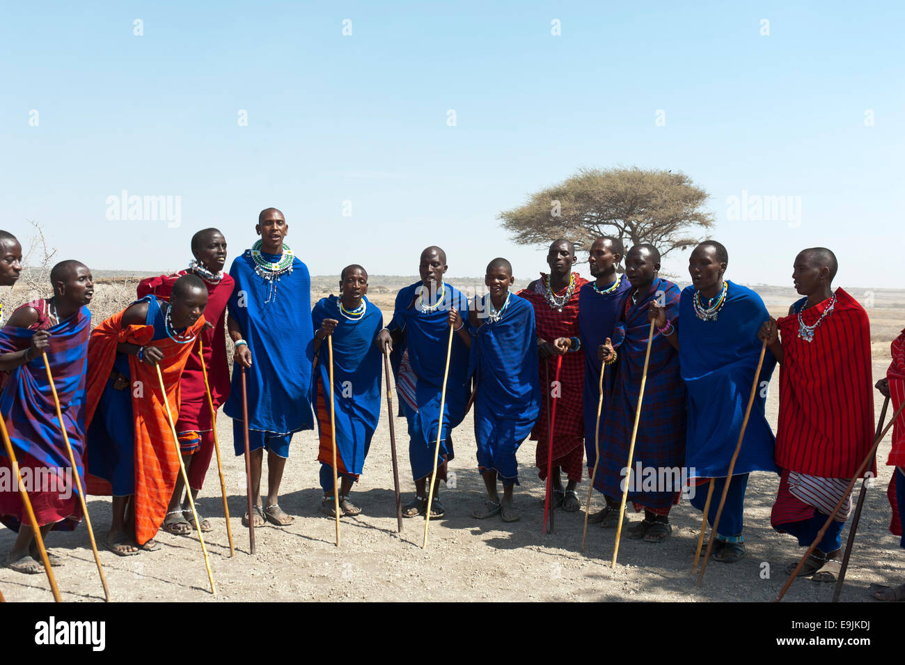 Massai, Gruppe von Männern und Frauen tanzen, Ngorongoro Conservation Area, Kiloki, Tansania Stockfoto