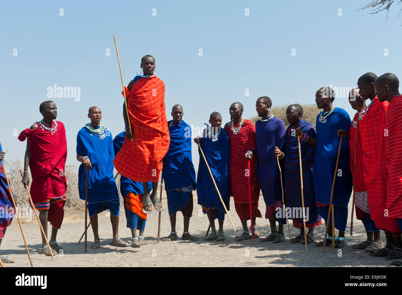 Massai, Gruppe von Männern und Frauen tanzen, ein Mann springt, Ngorongoro Conservation Area, Kiloki, Tansania Stockfoto