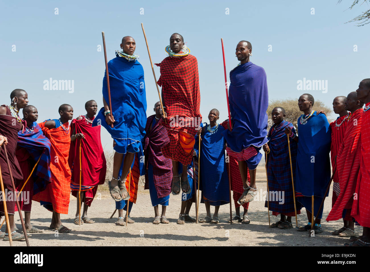 Massai, Gruppe von Männern und Frauen tanzen, drei Männer springen, Ngorongoro Conservation Area, Kiloki, Tansania Stockfoto