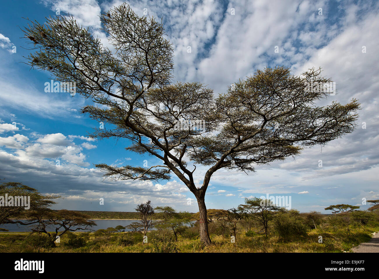 Baum mit Wolken, See Masek, Ndutu Gegend, Tansania Stockfoto