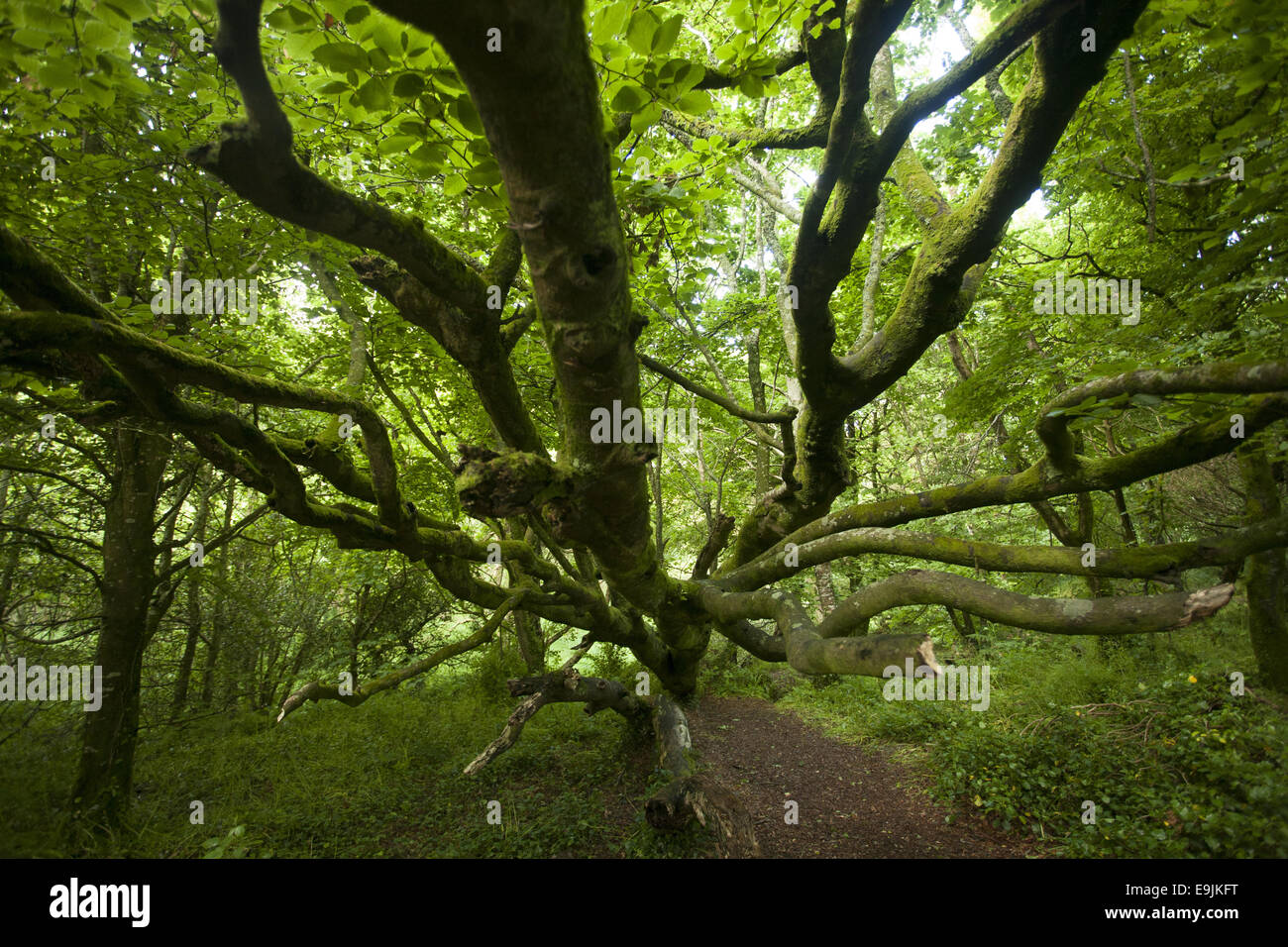 Laubbaum im Wald, Cornwall, England, Vereinigtes Königreich Stockfoto