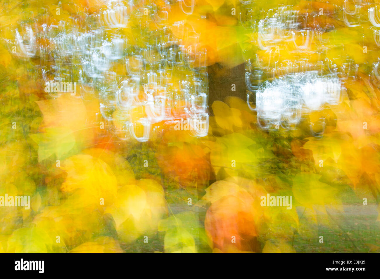 Baum im Herbst Blätter, Herbstfarben Stockfoto