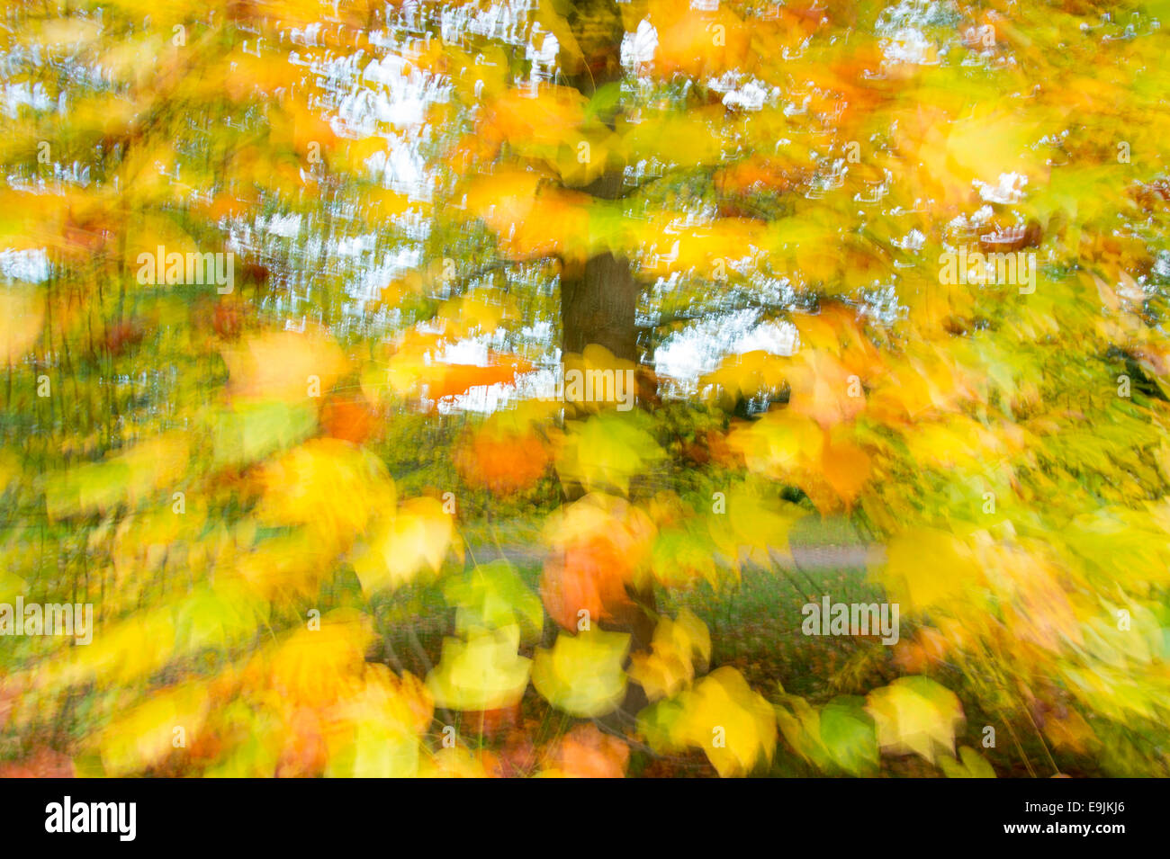 Baum im Herbst Blätter, Herbstfarben Stockfoto