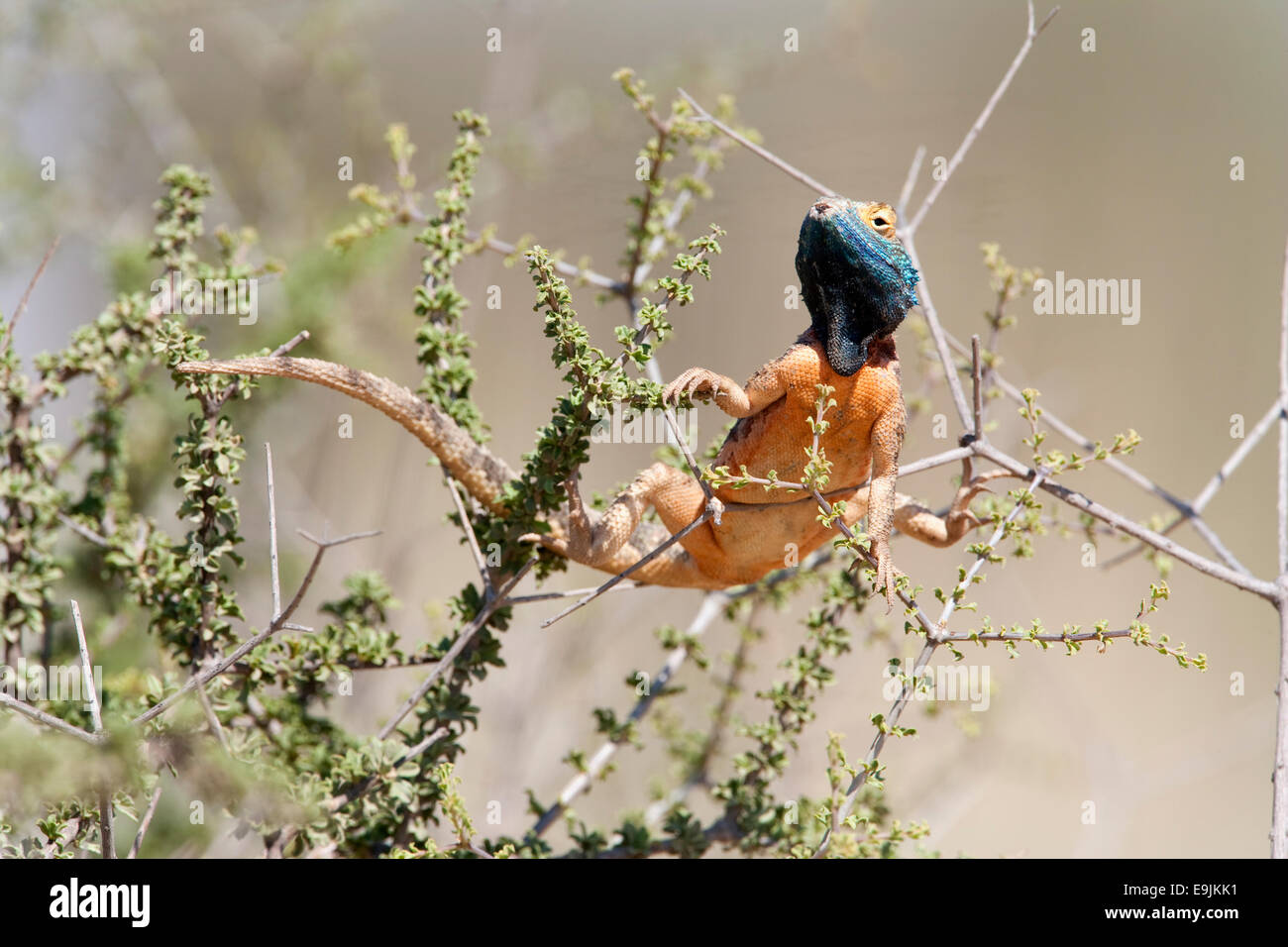 Geschliffen Sie Agama Agama Aculeata, Männlich Zucht Farbe, Kgalagadi Transfrontier Park, Südafrika ein Stockfoto