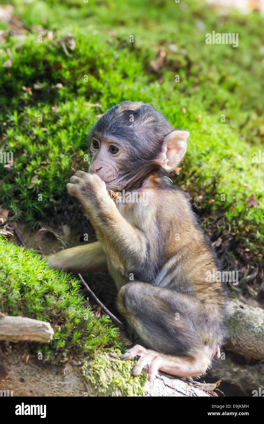 Berberaffe (Macaca Sylvanus), Affe Baby, gefangen Stockfoto