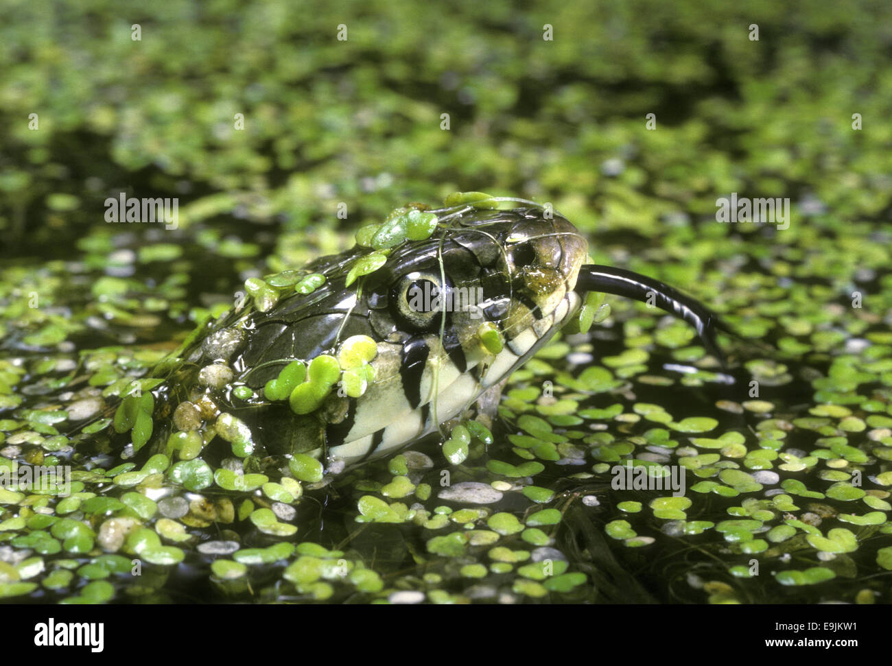 Ringelnatter - Natrix natrix Stockfoto