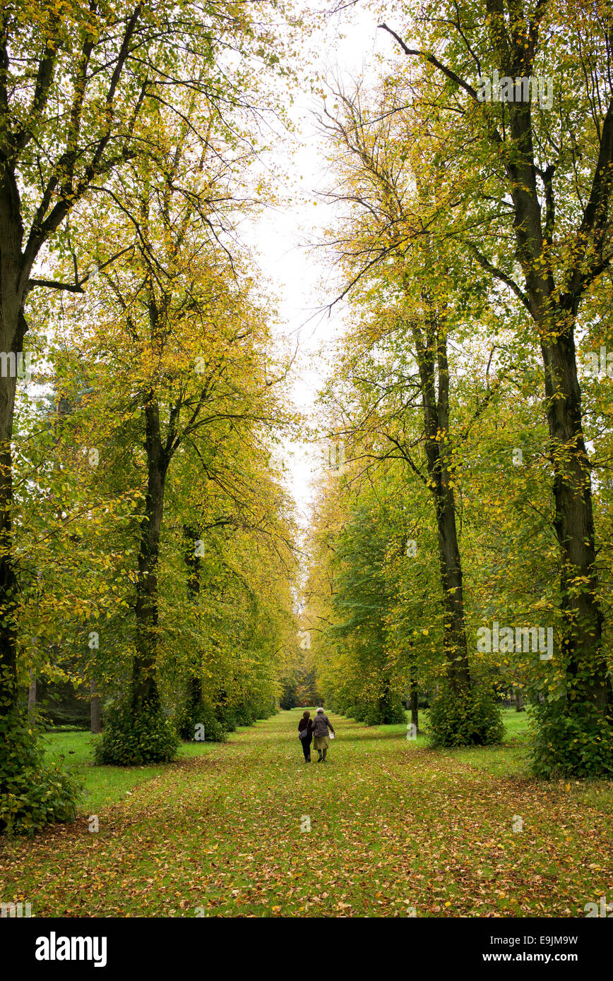 Lime Avenue. Linden im Herbst in Westonbirt Arboretum, Gloucestershire, England Stockfoto