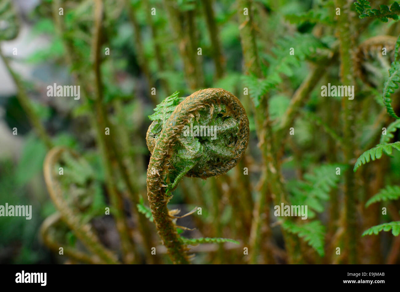 Farn Wedel unfurling mit Neuaustrieb im Frühjahr.  In Vancouver, British Columbia, Kanada. Schwert Farn (Polystichum Munitum) Stockfoto