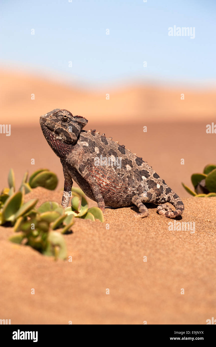 Namaqua Chamäleon, Chamaeleo Namaquensis, Namib-Wüste, Namibia, Afrika Stockfoto