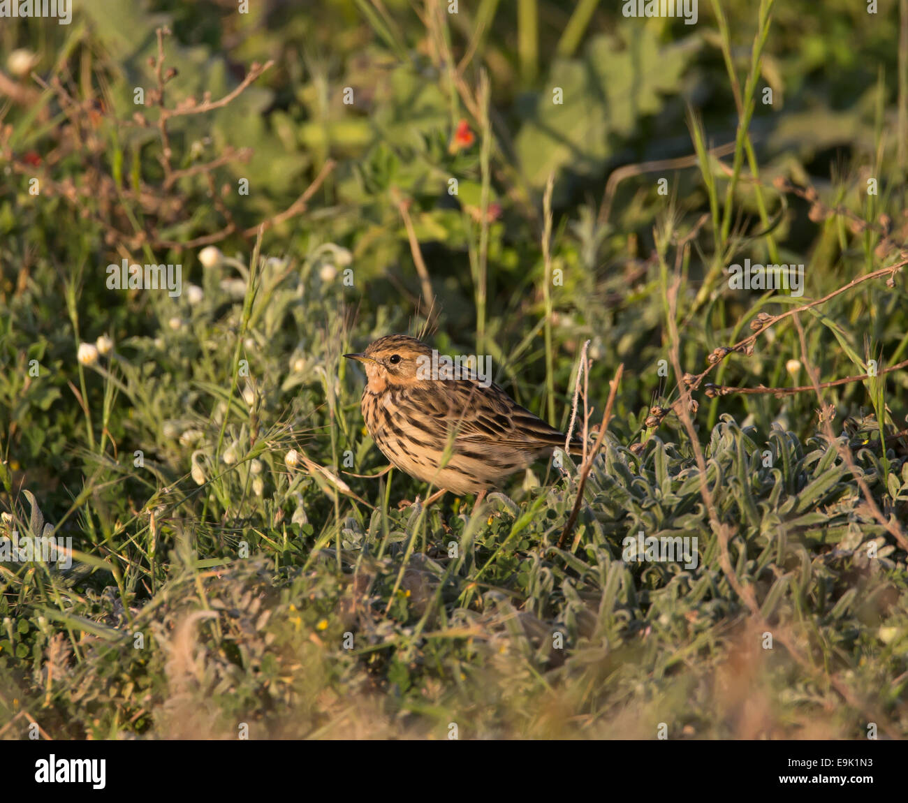 Red-throated Pieper Anthus Cervinus über Migration in Zypern Stockfoto